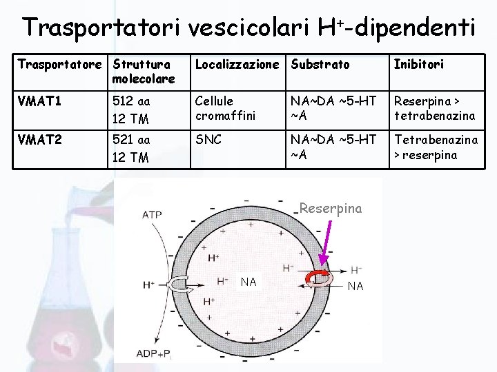 Trasportatori vescicolari H+-dipendenti Trasportatore Struttura molecolare Localizzazione Substrato Inibitori VMAT 1 512 aa 12