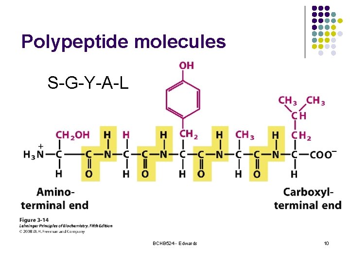 Polypeptide molecules S-G-Y-A-L BCHB 524 - Edwards 10 