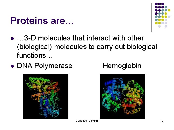 Proteins are… l l … 3 -D molecules that interact with other (biological) molecules