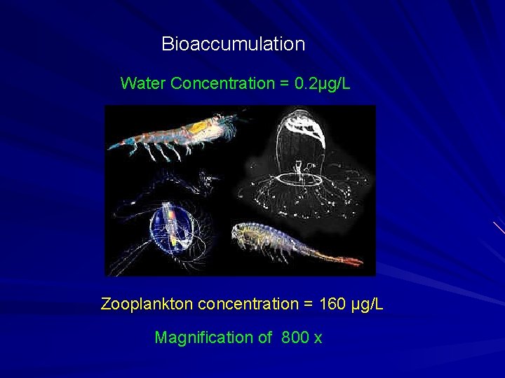 Bioaccumulation Water Concentration = 0. 2μg/L Zooplankton concentration = 160 μg/L Magnification of 800
