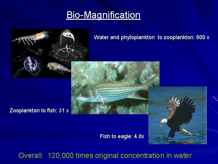 Bio-Magnification Water and phytoplankton to zooplankton: 800 x Zooplankton to fish: 31 x Fish