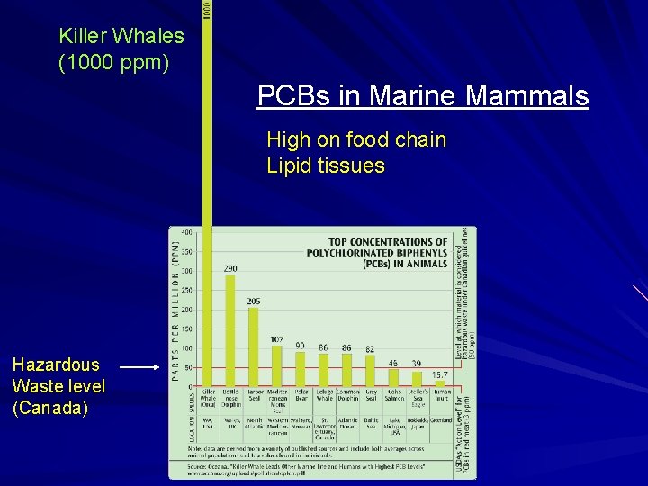 Killer Whales (1000 ppm) PCBs in Marine Mammals High on food chain Lipid tissues
