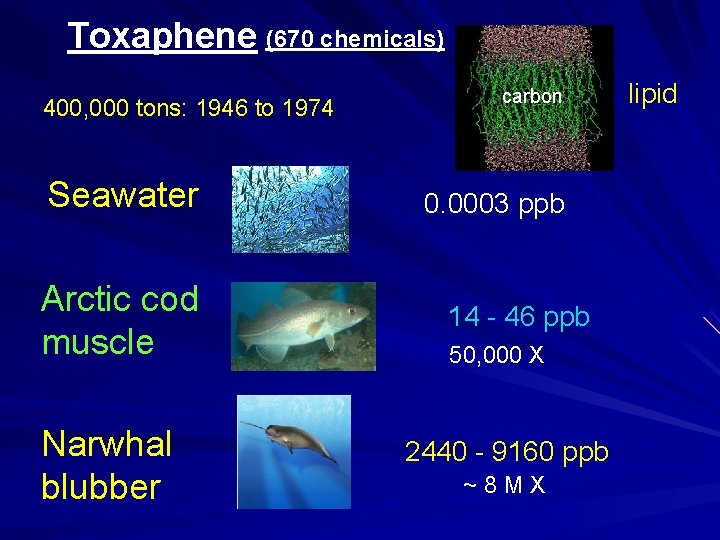 Toxaphene (670 chemicals) 400, 000 tons: 1946 to 1974 Seawater Arctic cod muscle Narwhal