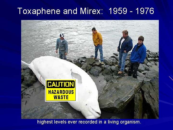 Toxaphene and Mirex: 1959 - 1976 highest levels ever recorded in a living organism.