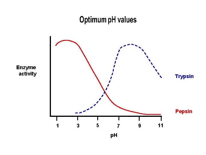Enzyme activity Trypsin Pepsin 1 3 5 7 p. H 9 11 