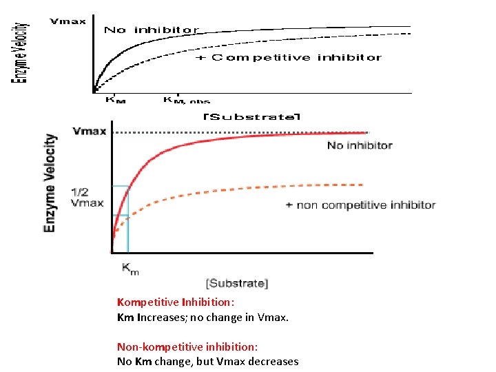 Kompetitive Inhibition: Km Increases; no change in Vmax. Non-kompetitive inhibition: No Km change, but
