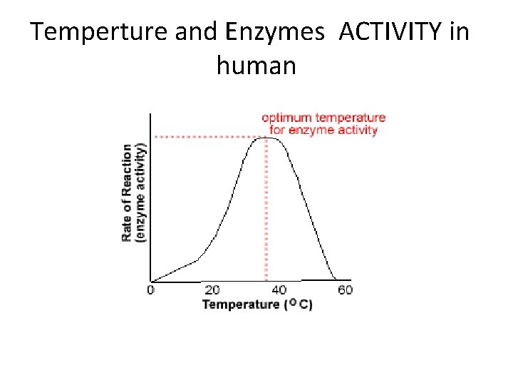 Temperture and Enzymes ACTIVITY in human 