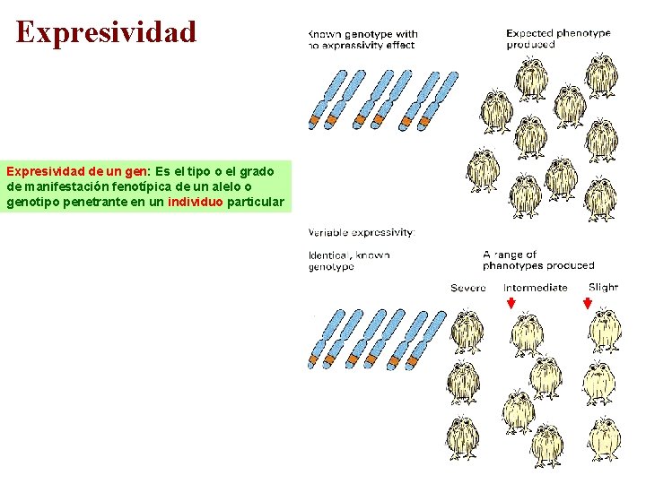 Expresividad de un gen: Es el tipo o el grado de manifestación fenotípica de