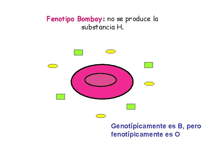 Fenotipo Bombay: no se produce la substancia H. Genotípícamente es B, pero fenotípicamente es