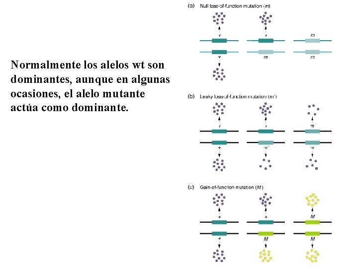 Normalmente los alelos wt son dominantes, aunque en algunas ocasiones, el alelo mutante actúa
