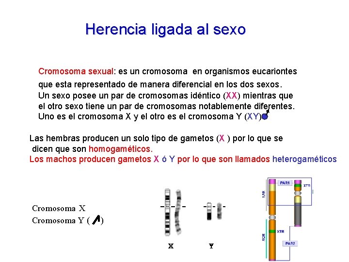 Herencia ligada al sexo Cromosoma sexual: es un cromosoma en organismos eucariontes que esta