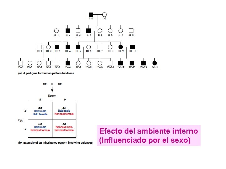 Efecto del ambiente interno (Influenciado por el sexo) 