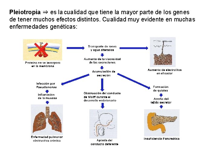 Pleiotropia ⇒ es la cualidad que tiene la mayor parte de los genes de