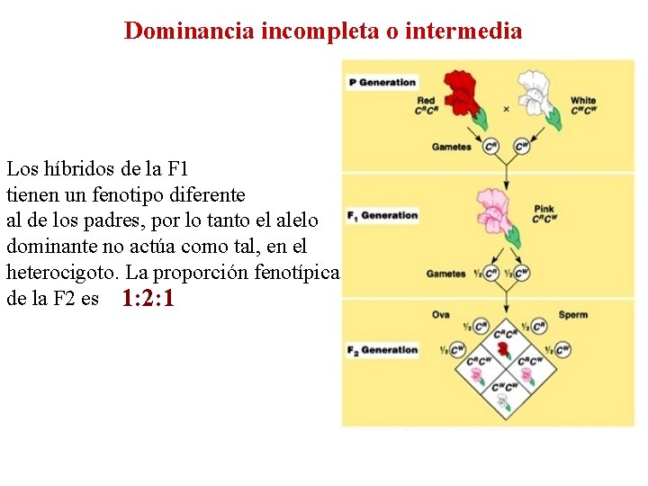 Dominancia incompleta o intermedia Los híbridos de la F 1 tienen un fenotipo diferente