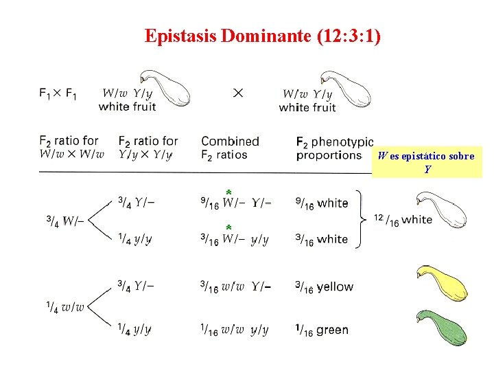 Epistasis Dominante (12: 3: 1) W es epistático sobre Y * * 
