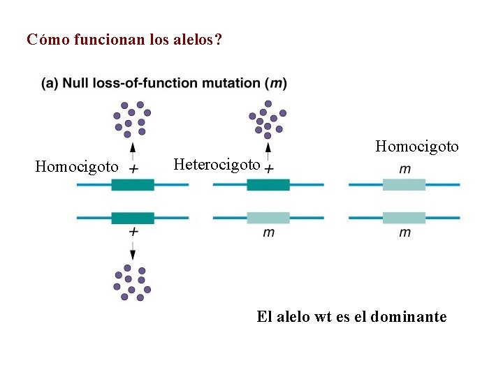 Cómo funcionan los alelos? Homocigoto Heterocigoto Homocigoto El alelo wt es el dominante 