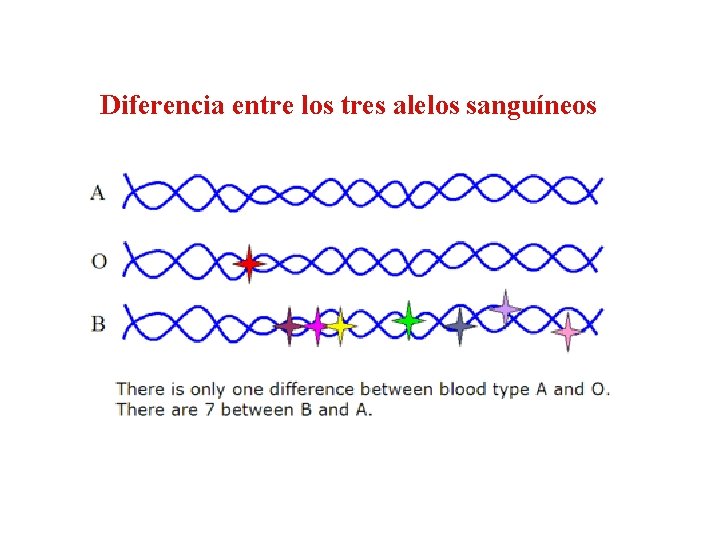 Diferencia entre los tres alelos sanguíneos 
