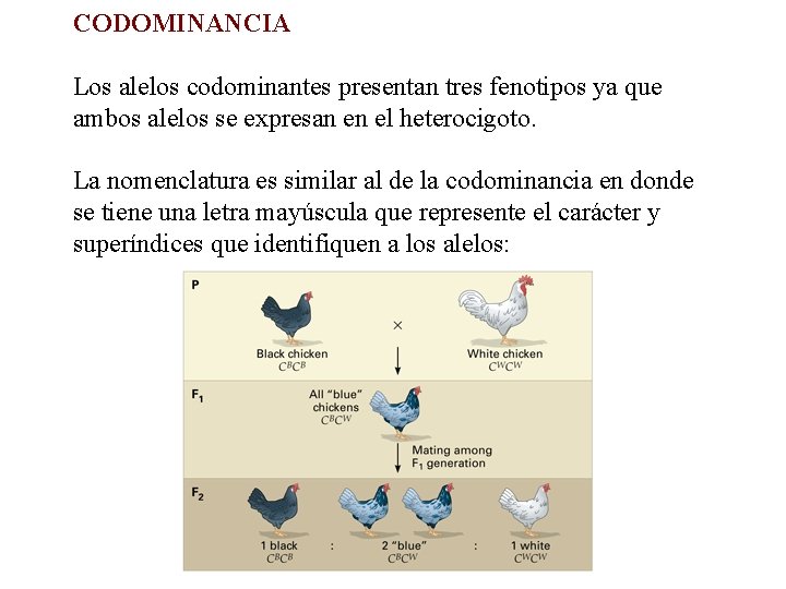 CODOMINANCIA Los alelos codominantes presentan tres fenotipos ya que ambos alelos se expresan en