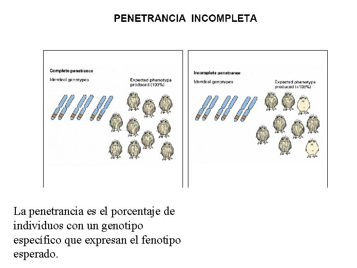 La penetrancia es el porcentaje de individuos con un genotipo específico que expresan el