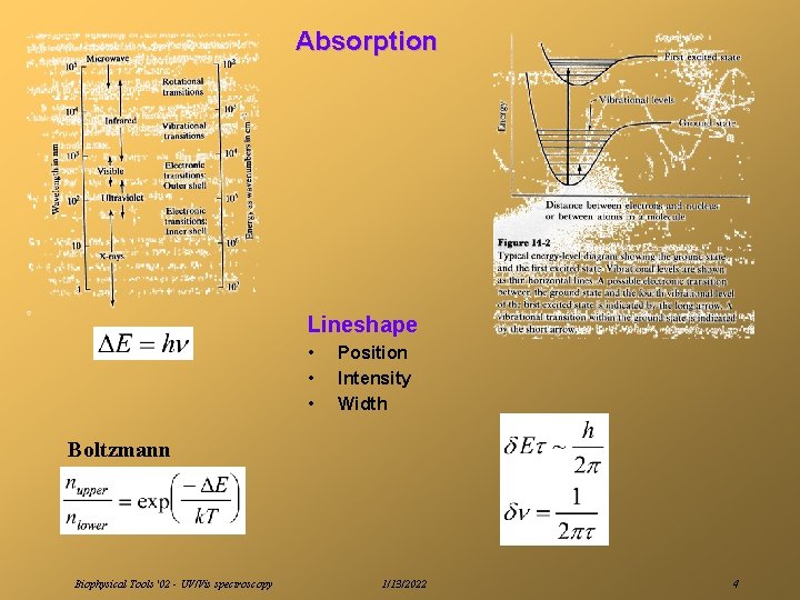 Absorption Lineshape • • • Position Intensity Width Boltzmann Biophysical Tools '02 - UV/Vis