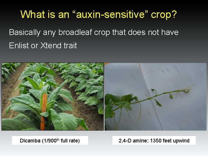 What is an “auxin-sensitive” crop? Basically any broadleaf crop that does not have Enlist What is an “auxin-sensitive” crop? Basically any broadleaf crop that does not have Enlist