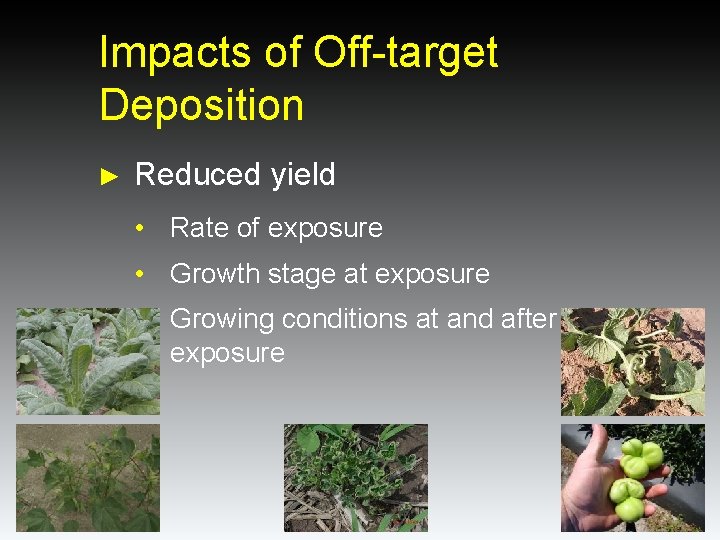 Impacts of Off-target Deposition ► Reduced yield • Rate of exposure • Growth stage Impacts of Off-target Deposition ► Reduced yield • Rate of exposure • Growth stage