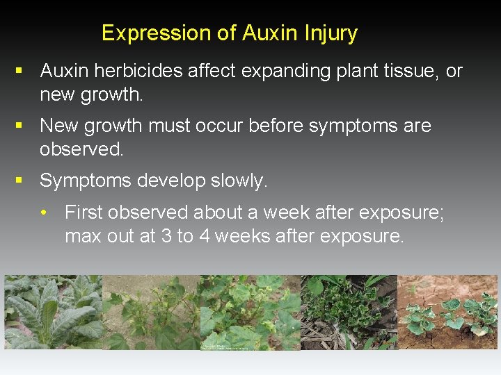 Expression of Auxin Injury § Auxin herbicides affect expanding plant tissue, or new growth. Expression of Auxin Injury § Auxin herbicides affect expanding plant tissue, or new growth.