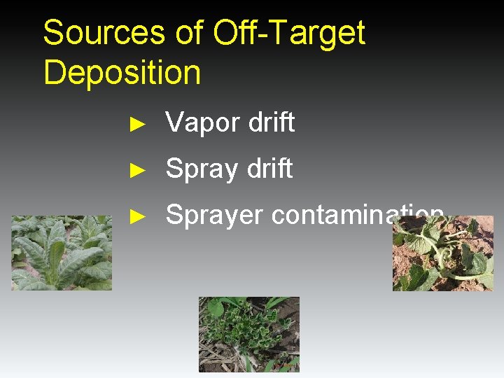 Sources of Off-Target Deposition ► Vapor drift ► Sprayer contamination Sources of Off-Target Deposition ► Vapor drift ► Sprayer contamination