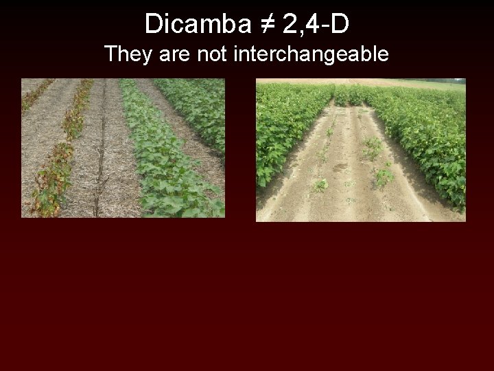 Dicamba ≠ 2, 4 -D They are not interchangeable Dicamba ≠ 2, 4 -D They are not interchangeable