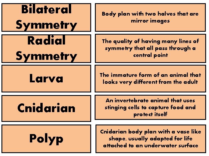 Bilateral Symmetry Radial Symmetry Body plan with two halves that are mirror images The