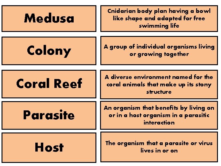 Medusa Cnidarian body plan having a bowl like shape and adapted for free swimming