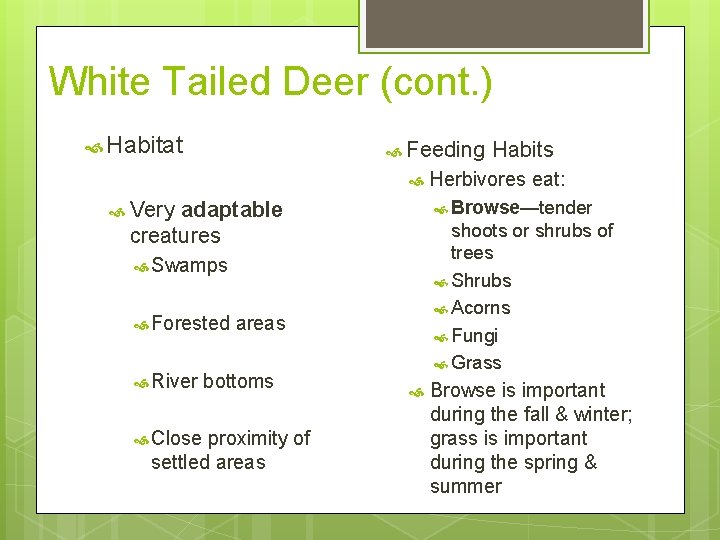 White Tailed Deer (cont. ) Habitat Feeding adaptable creatures shoots or shrubs of trees