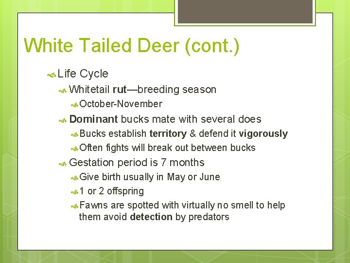 White Tailed Deer (cont. ) Life Cycle Whitetail rut—breeding season October-November Dominant bucks mate