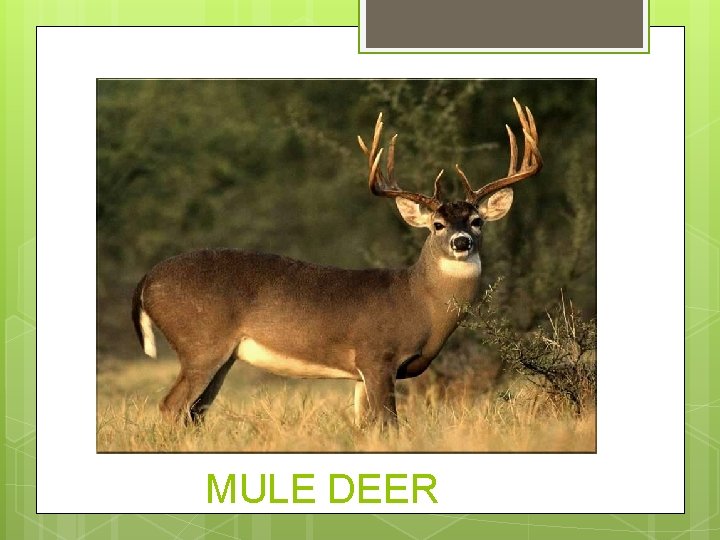 MULE DEER 