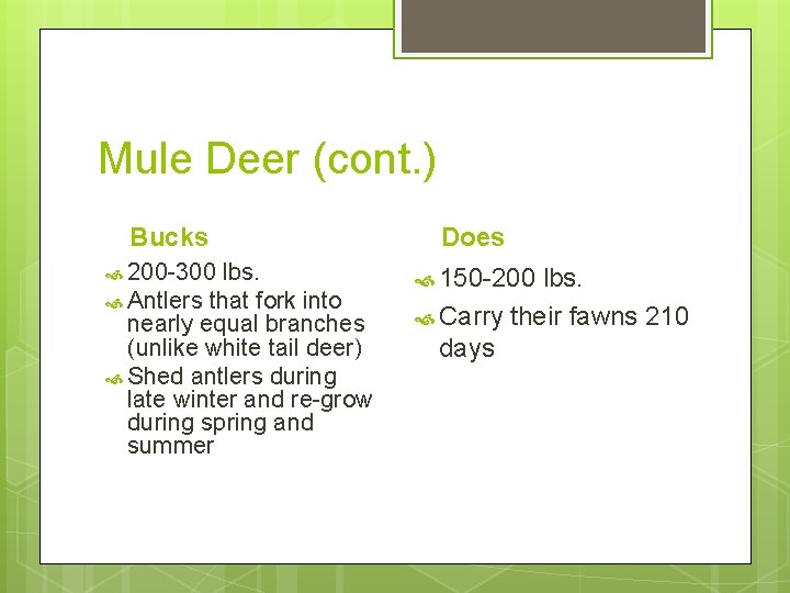Mule Deer (cont. ) Bucks 200 -300 lbs. Antlers that fork into nearly equal