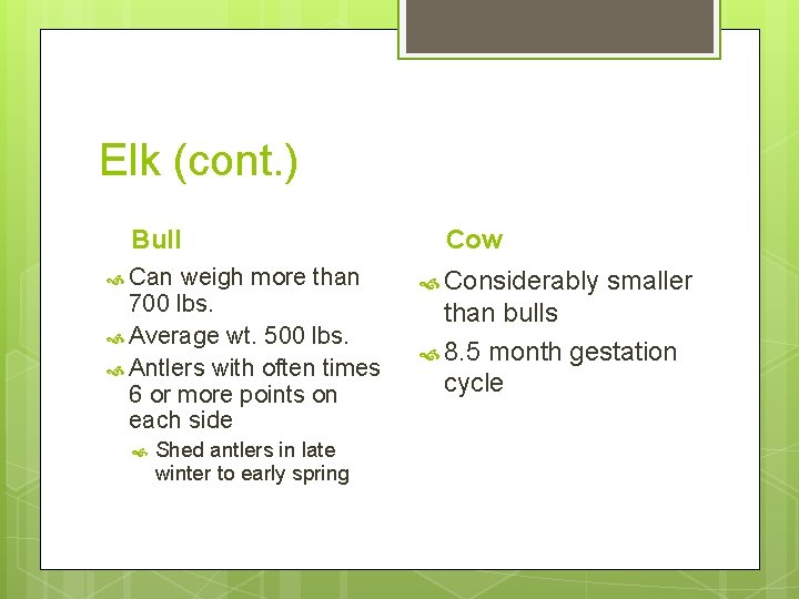 Elk (cont. ) Bull Can weigh more than 700 lbs. Average wt. 500 lbs.
