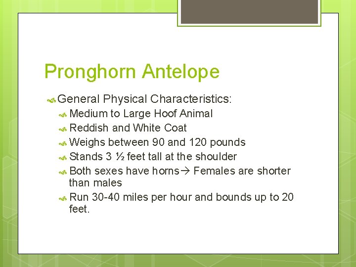 Pronghorn Antelope General Physical Characteristics: Medium to Large Hoof Animal Reddish and White Coat
