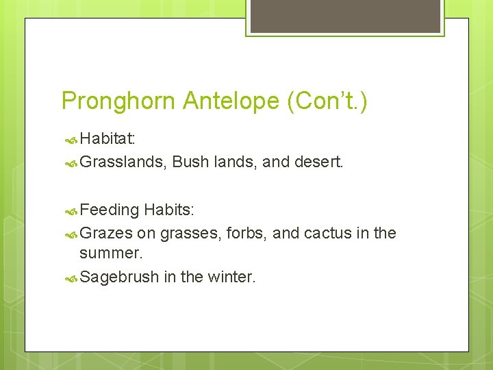 Pronghorn Antelope (Con’t. ) Habitat: Grasslands, Feeding Bush lands, and desert. Habits: Grazes on