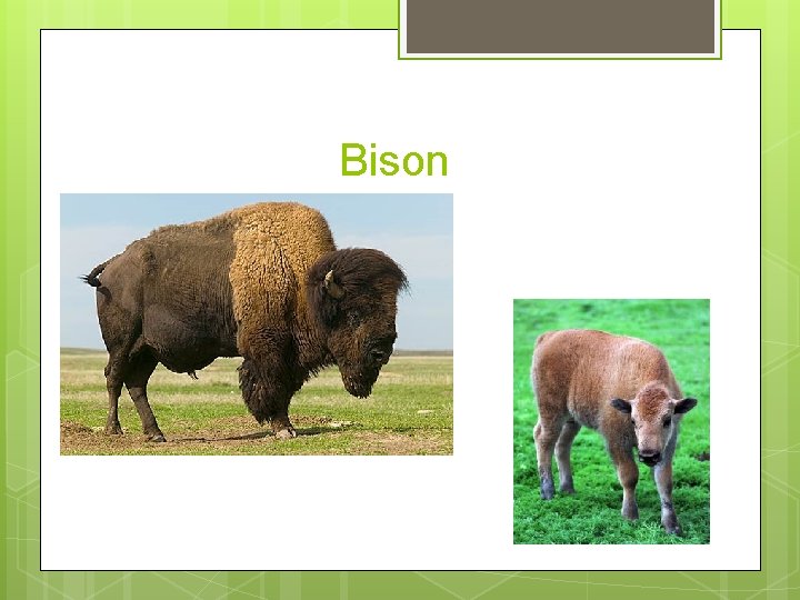 Bison 