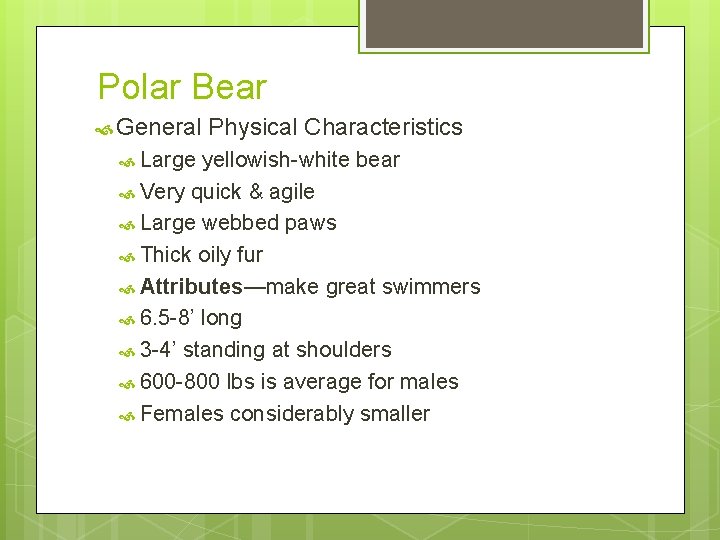 Polar Bear General Large Physical Characteristics yellowish-white bear Very quick & agile Large webbed