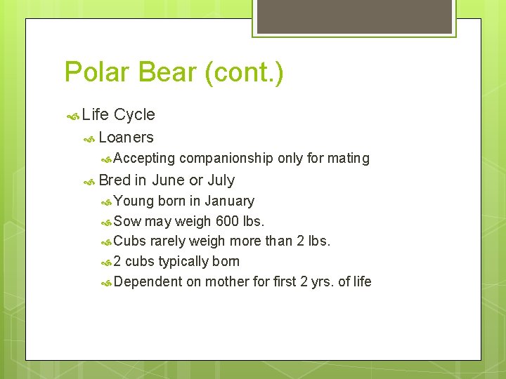 Polar Bear (cont. ) Life Cycle Loaners Accepting Bred companionship only for mating in