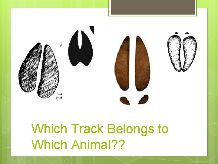 Which Track Belongs to Which Animal? ? 
