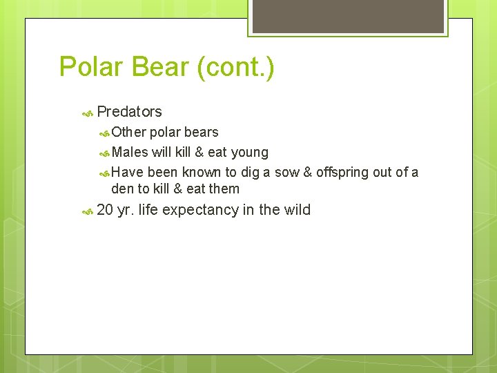 Polar Bear (cont. ) Predators Other polar bears Males will kill & eat young