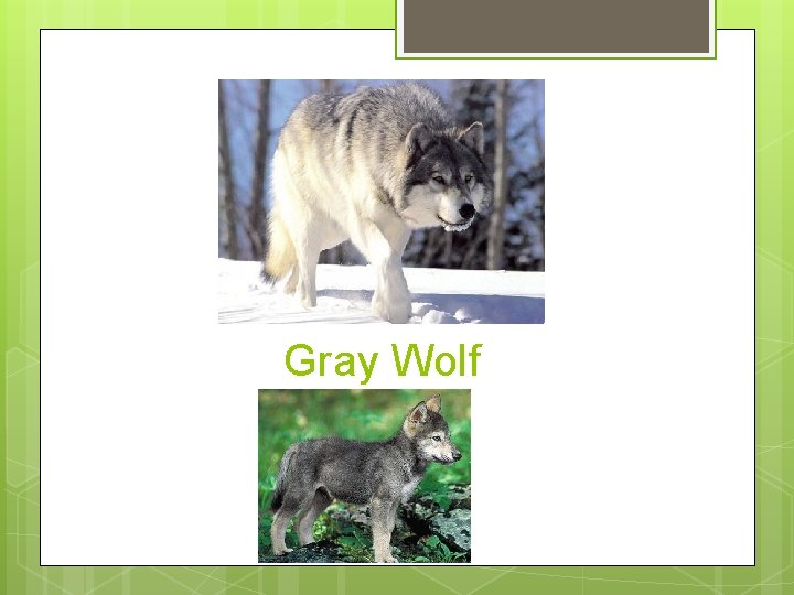 Gray Wolf 