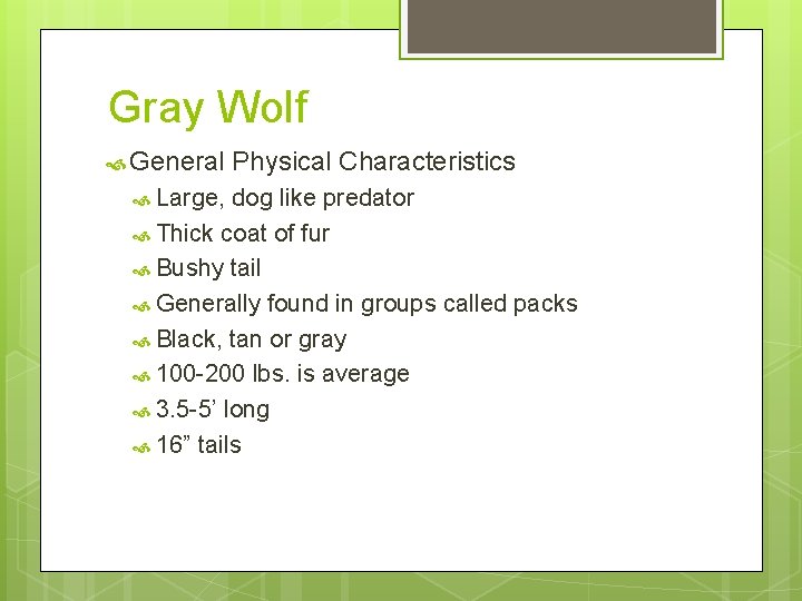 Gray Wolf General Large, Physical Characteristics dog like predator Thick coat of fur Bushy