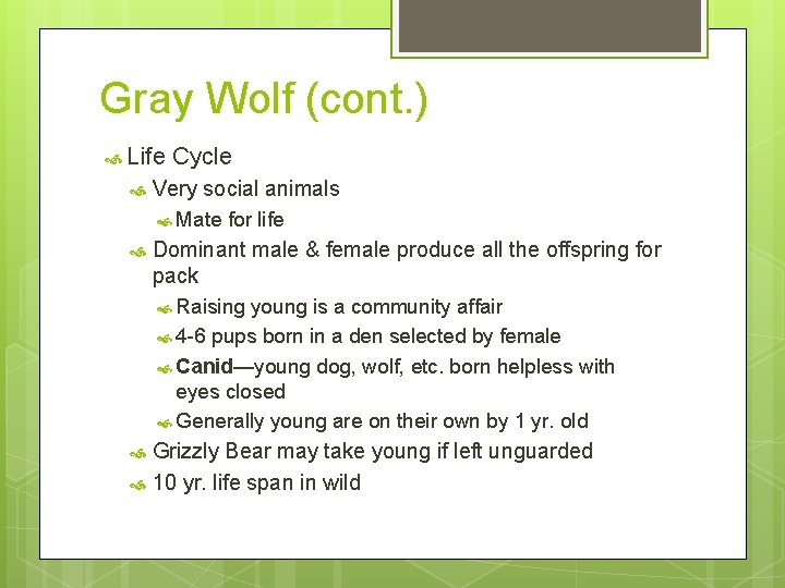 Gray Wolf (cont. ) Life Cycle Very social animals Mate for life Dominant male