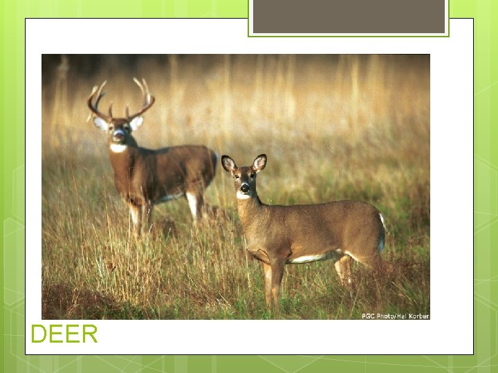 WHITE TAILED DEER 