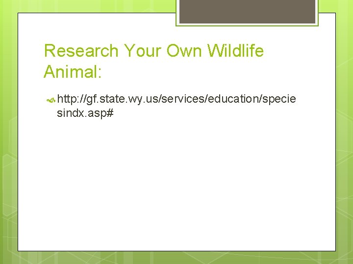 Research Your Own Wildlife Animal: http: //gf. state. wy. us/services/education/specie sindx. asp# 