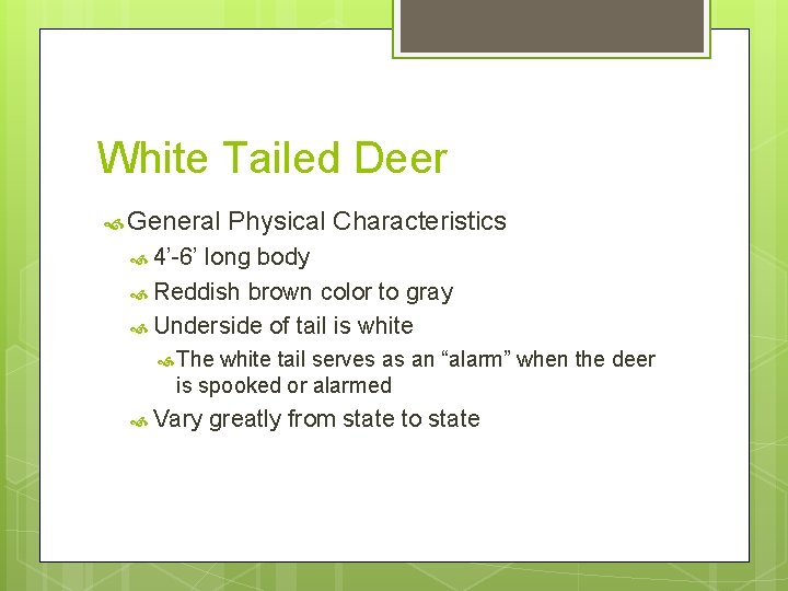 White Tailed Deer General Physical Characteristics 4’-6’ long body Reddish brown color to gray