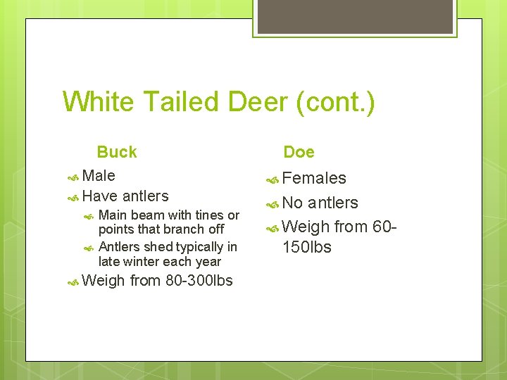 White Tailed Deer (cont. ) Buck Male Have antlers Main beam with tines or